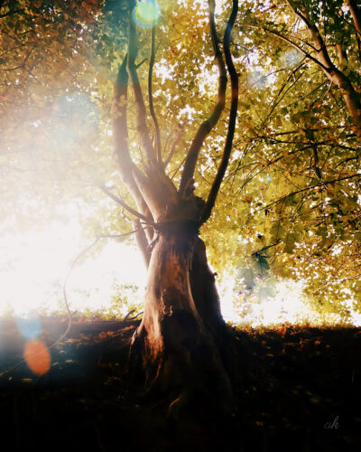 Andrea Kasper Fotografie : Wald, wilde Tiere und ART - BRING MIT VOM HERBST, die BAUMMAGIE