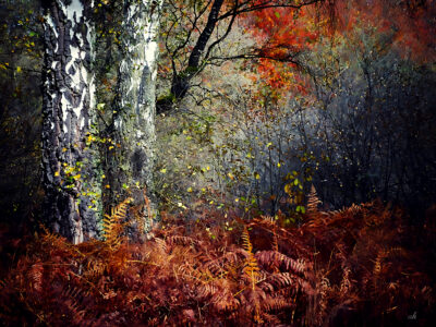 Andrea Kasper Fotografie : Wald, wilde Tiere und ART - DICKICHT