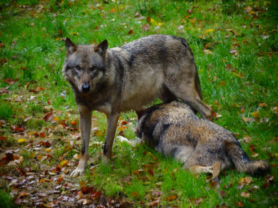 Andrea Kasper Fotografie : Wald, wilde Tiere und ART - HINDERNIS