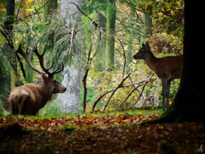 Andrea Kasper Fotografie : Wald, wilde Tiere und ART - WALDDATE